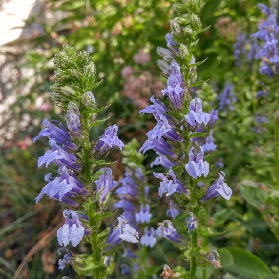 Blue Lobelia