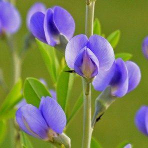Blue Wild Indigo