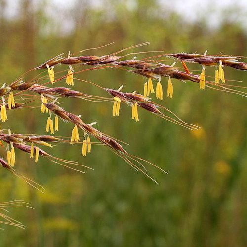 Indian Grass